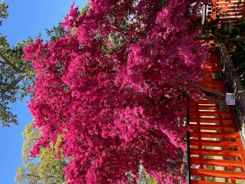 紅花トキワマンサク｜ 玉津島神社・鹽竃神社｜公式サイト