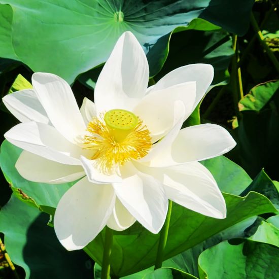 蓮の花｜ 玉津島神社・鹽竃神社｜公式サイト