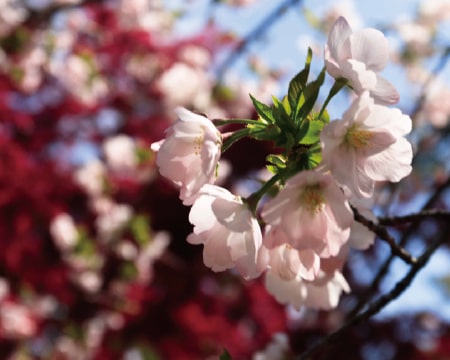 ソトオリヒメ桜