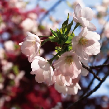 ソトオリヒメ桜