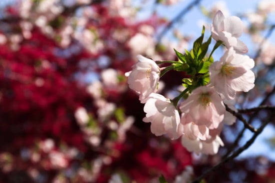 ソトオリヒメ桜